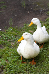 Two white goose on grass  