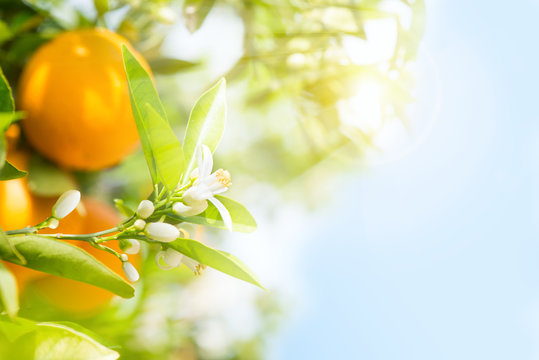 Spring In A Orange Garden.