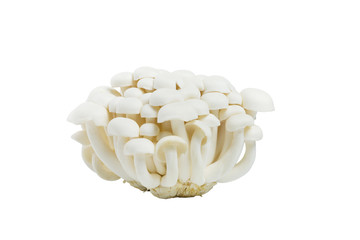 White beech mushrooms or Shimeji mushroom or Edible mushroom iso
