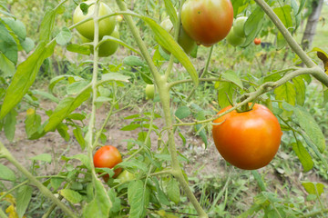 ripe tomato fruit on Vegetable garden.