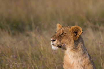 On the Lookout