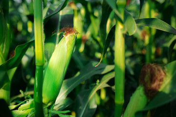 Fresh cob of ripe corn on green field at sunset