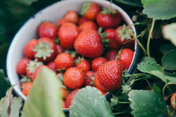 Fresh strawberry on garden in metal dishes