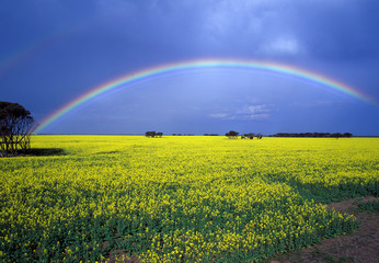 Rainbow over a canola crop near Hopetoun Western Australia..
