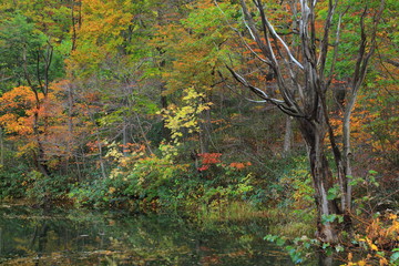 八幡平　紅葉の松川渓流
