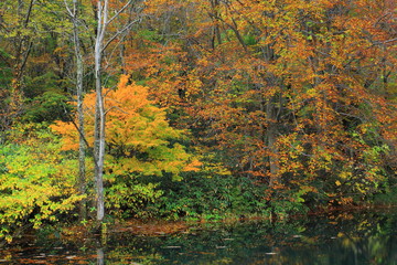 八幡平　紅葉の松川渓流