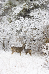 Doe Mule Deer in Snow