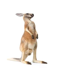 Zelfklevend Fotobehang Kangoeroe Rode kangoeroe op wit