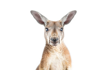 Rode kangoeroe op wit
