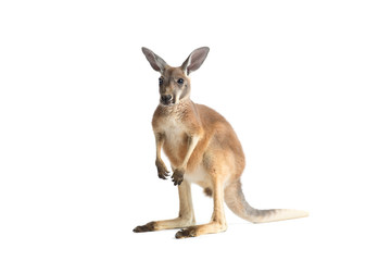 Fototapeta premium Red Kangaroo on White