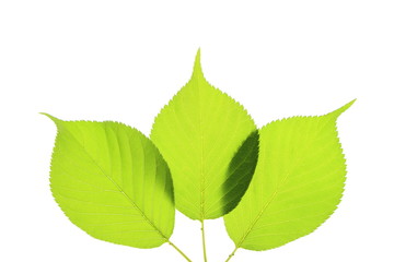 新緑のサクラの葉