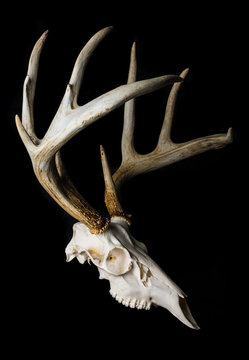 Close Up of Deer Skull on Black Background Side View