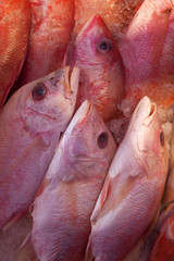 Fresh fish for sale at the seafood market.