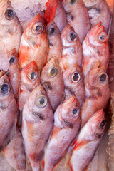 Fresh fish for sale at the seafood market.
