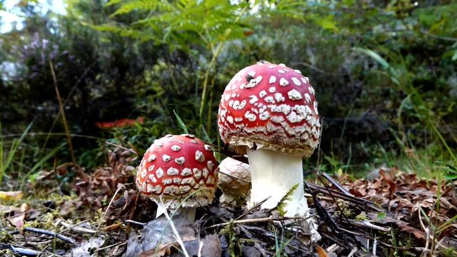 Fly agaric mushroom in swedish forest