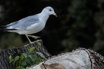 Seagull perched on an old tree trunk closeup