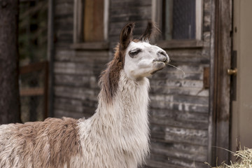 Llama has hay in mouth. © Gregory Johnston