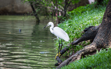 White Egret