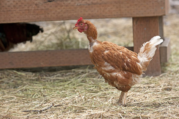 Chicken stands in grass.