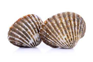 fresh cockles seafood on white background