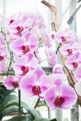 Fototapeta na wymiar Beautiful orchid, phalaenopsis in the glass house.