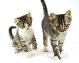 Kittens - Minnie and Milo