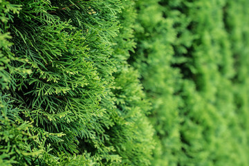 White cedar background.