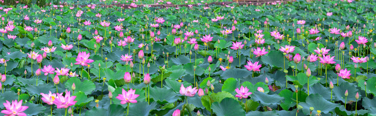 Lotus blooming season in field with hundreds blooming lotus pink petals radiating fragrance, these...
