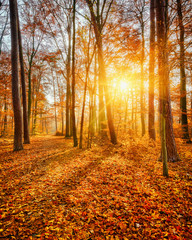Vibrant sunset in the autumn forest