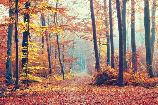 Beautiful dreamy forest at autumn