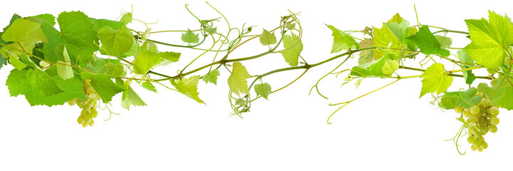 vrilles de vigne , grappes de raisin blanc 