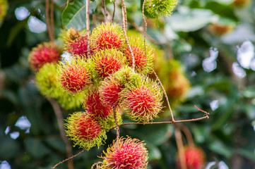 Rambutan Tree a Tropical Fruit