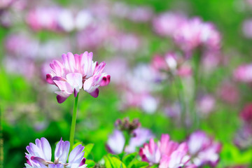 Obraz premium レンゲ草