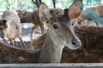 Fototapeta premium Deer in farm for commercial purposes.