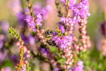 Beautiful bee on flower of heather in autumn, wallpaper, vintage photo