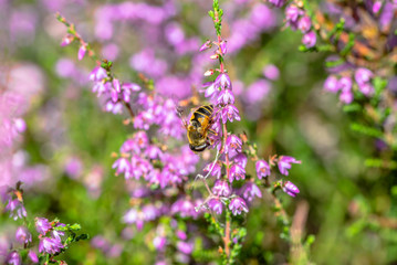 Beautiful bee on flower of heather in autumn, wallpaper, vintage photo