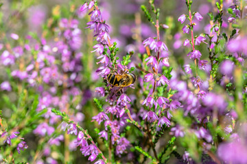 Beautiful bee on flower of heather in autumn, wallpaper, vintage photo