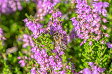 Pink heather and bee on flowers, macro. Bees collect pollen for honey, autumn, Poland