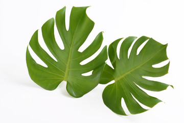 Monstera verlässt