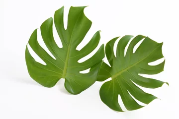 Deurstickers Monstera Monstera vertrekt