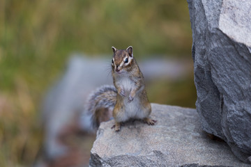 little chipmunk on the rocks