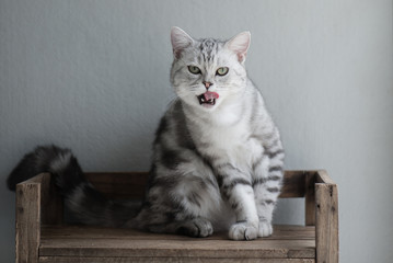 Cute American Short hair kitten sitting and licking lips