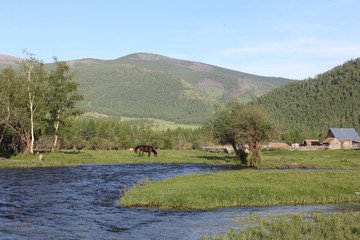 Fototapeta na wymiar The horse is grazed at the mountain river, Russia, Altai