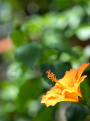ハイビスカスの花
