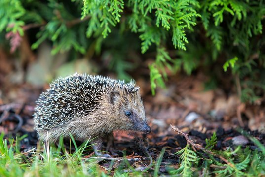 Igel im Garten I