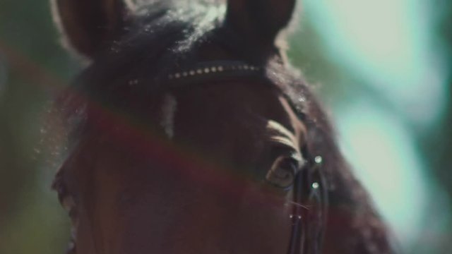 The eyes of the horse. Muzzle horse. Horse Blinking in slow motion.