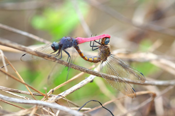 dragonflies mating in the rice field in thailand
