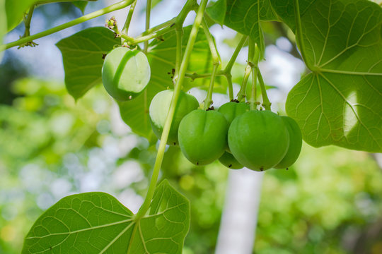 Jatropha on tree. Fruit of the jatropha on tree with green leave