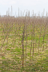 Young apple trees in the nursery
