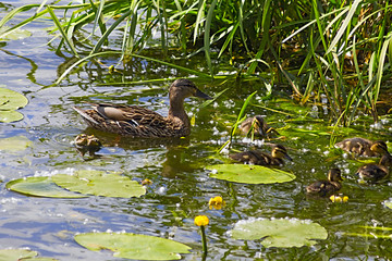 Mother duck with her ducklings in the water